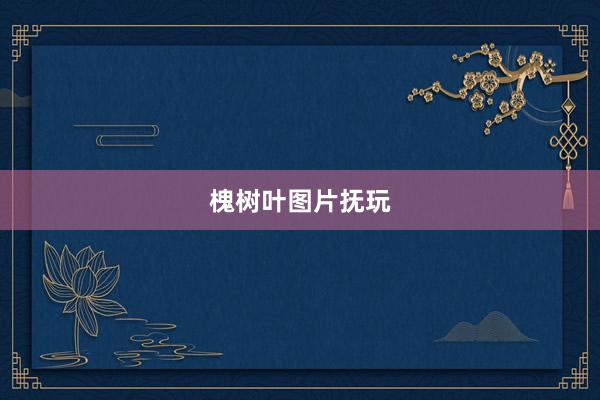 槐树叶图片抚玩